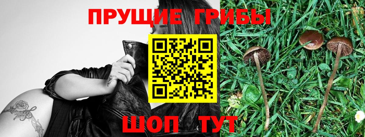 Волоколамск  Галлюциногенные грибы Psilocybe  Вход с VPN 